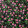 Puuvilla Kangas – Highland Flowers Black II